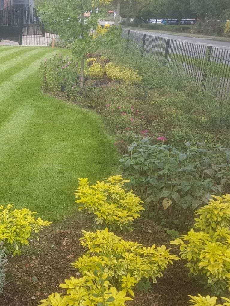 Beautifully landscaped garden with striped lawn, vibrant shrubs, and a tree near a metal fence.